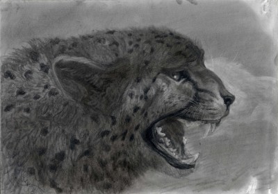 cheetah with open mouth post.jpg