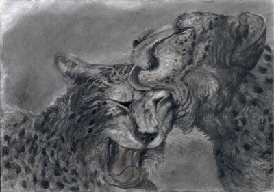 cheetah caresses his friend post.jpg