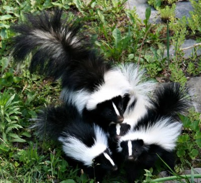 skunks2.jpg
